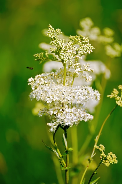 Weiße Mädesüße Blume des grünen Grases