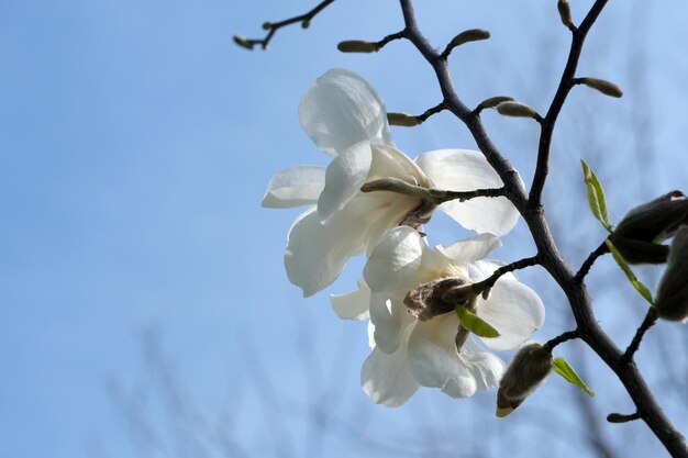 Weiße Magnolien blühen