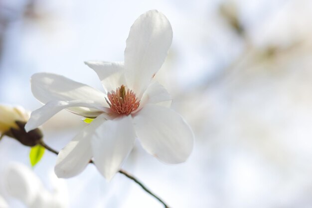 Weiße Magnolienblüten im Sonnenlicht Magnolia Kobus auf verschwommenem Hintergrund Kopierraum