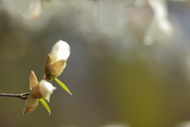 Weiße Magnolienblüten im Sonnenlicht Magnolia Kobus auf verschwommenem Hintergrund Kopierraum