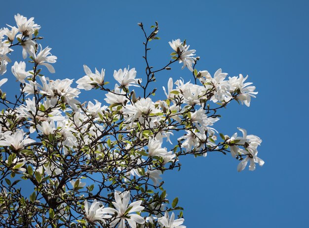 Weiße Magnolienblüten