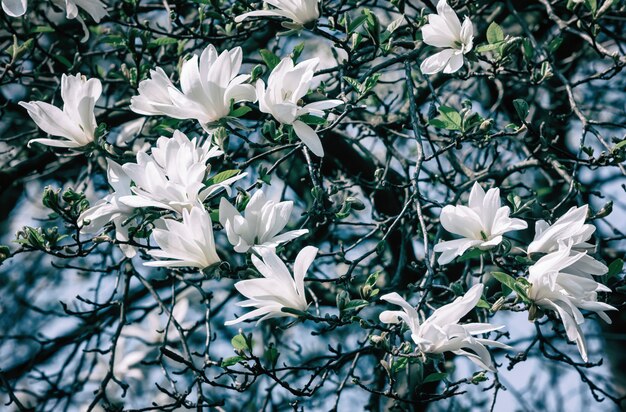 Weiße Magnolienblüten