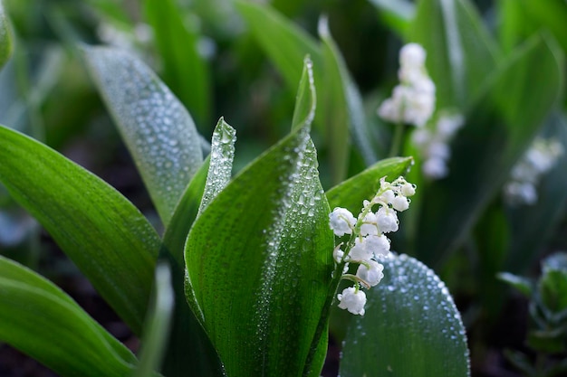 Weiße Maiglöckchen blüht in der Gartenfrühlingsnahaufnahme