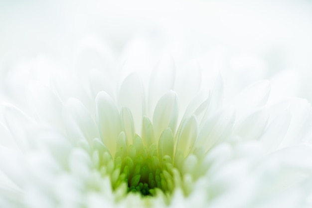 weiße Makroblume, schöner weißer Blumenhintergrund, Nahaufnahme der weißen Blütenblätter