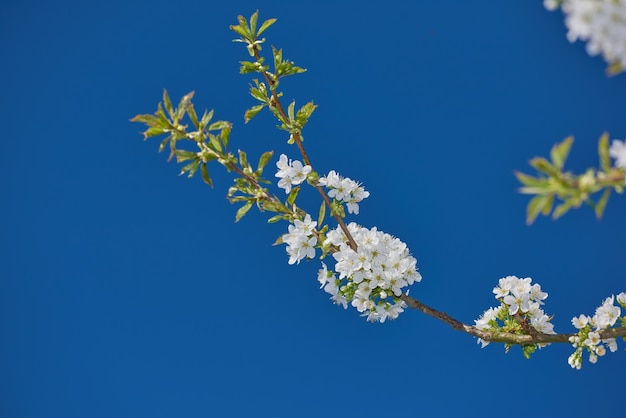 Weiße Mirabelle oder Prunus Domestica Blumen blühen auf einem Pflaumenbaum in einem Garten von unten Nahaufnahme von frischen und zarten Obstpflanzen, die im Frühling vor blauem Himmel mit Copyspace wachsen