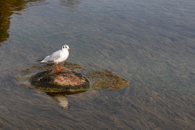 Weiße Möwe, die auf einem Stein mitten in einem Teich sitzt