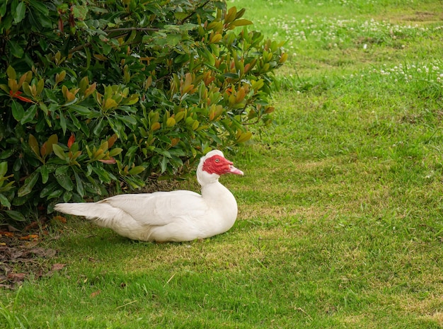 Weiße Moschusente, die auf einer Wiese sitzt Eine inländische Moschusente mit roten und rosafarbenen Korallen auf einem Bauernhof