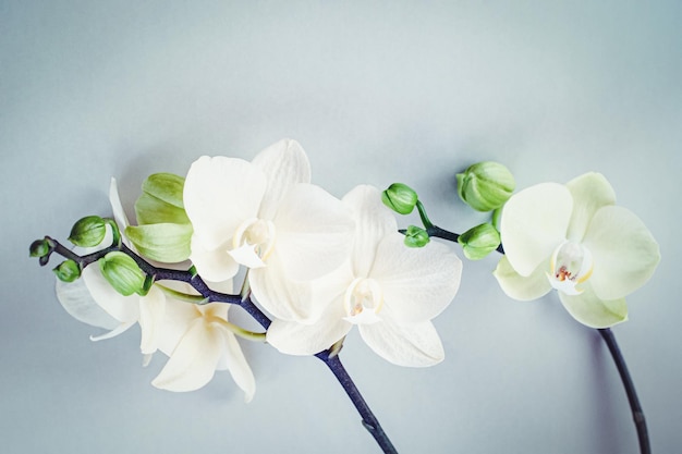 Foto weiße mottenorchideenblumen mit grünen knospen auf grauem hintergrund, floral flach gelegt