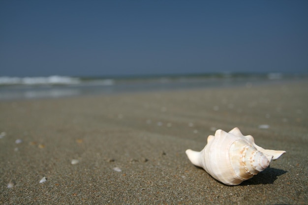 Weiße Muschel, die auf dem Sand des Strandes liegt