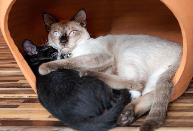 Weiße Mutterkatze, die ein schwarzes Kätzchen umarmt