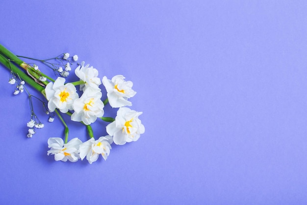 Weiße Narzisse auf blauem Papierhintergrund