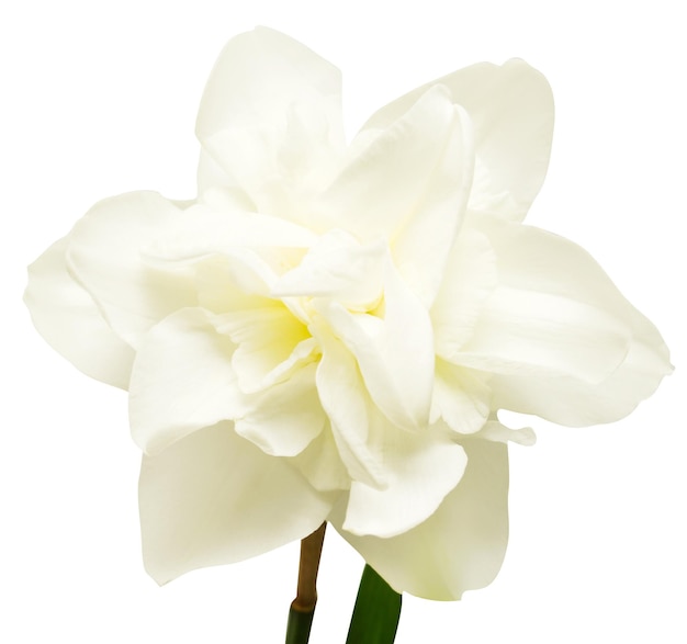Weiße Narzisse isoliert auf weißem Hintergrund. Blumenkarte