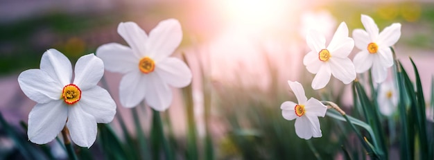 Weiße Narzissen im Garten auf dem Blumenbeet bei Sonnenuntergang