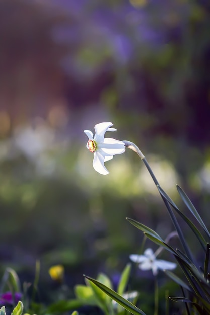 Weiße Narzissenblumen im Frühlingsgarten. Narzissenpflanzen im Sonnenlicht.