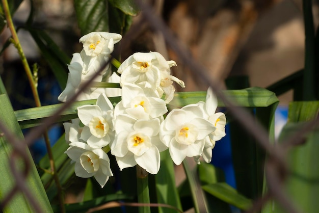 Weiße Narzissenblumen in den Sonnenstrahlen, Nahaufnahme