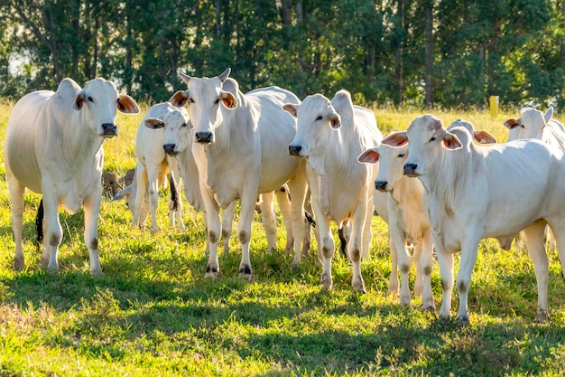 Weiße Nelore Rinder auf der Weide