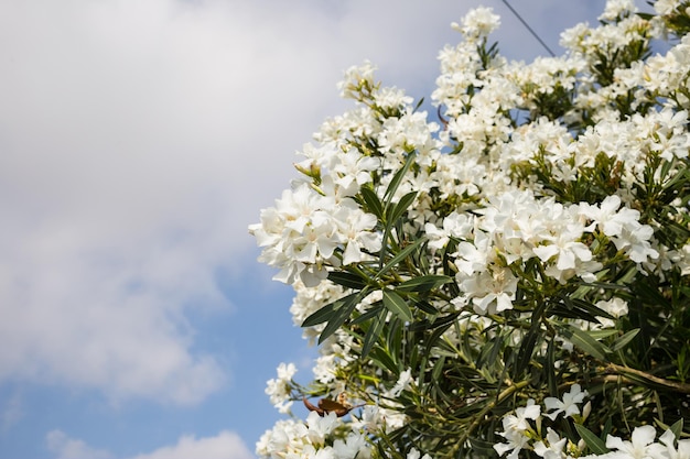 Weiße Oleander, die im Garten blühen Nahaufnahme blauer Himmel mit Wolken Hintergrund Copyspace