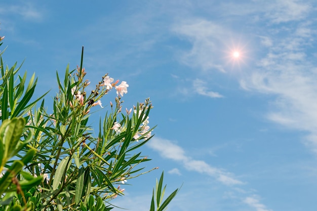 Weiße Oleander unter strahlender Sonne