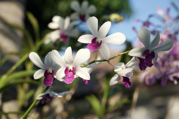 Weiße Orchidee am strahlenden Morgen mit blauem Himmelshintergrund