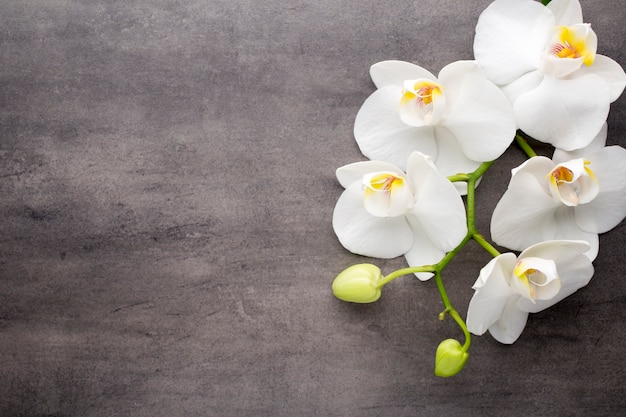 Weiße Orchidee auf dem grauen Hintergrund.