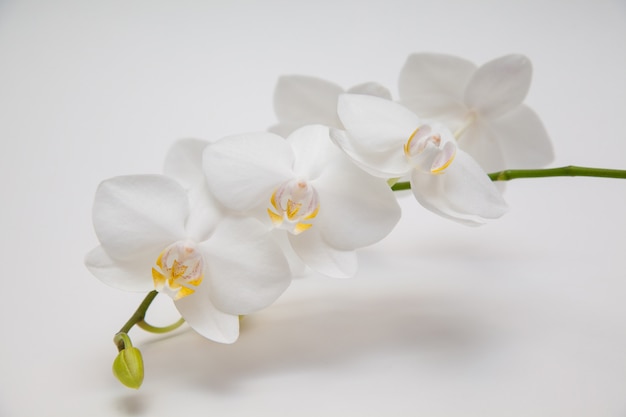 Weiße Orchidee auf einem weißen