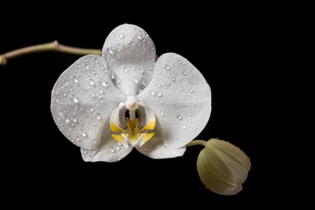 Weiße Orchidee blüht mit den Trommeln, die auf schwarzem Hintergrund lokalisiert werden. Weisse Orchidee.