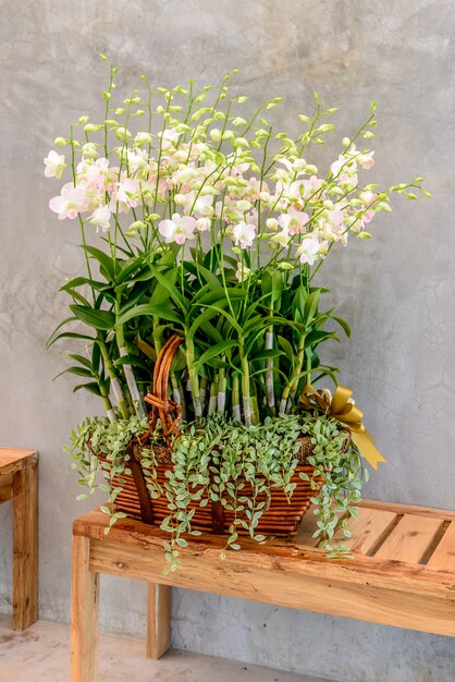 Weiße Orchidee `s Blumenblütenstand