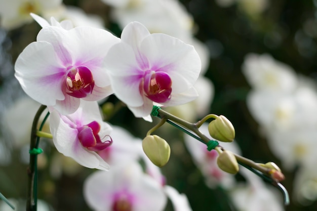 Foto weisse orchidee