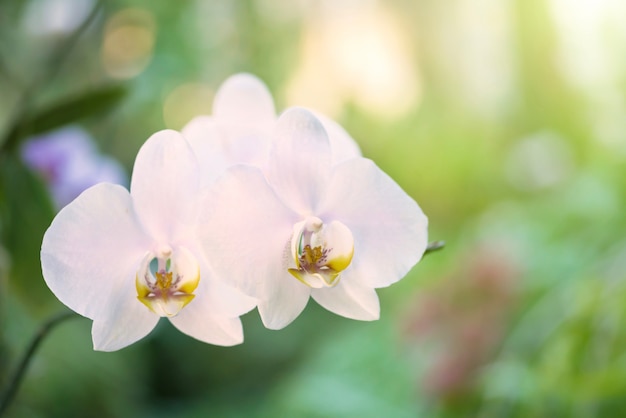 Weiße Orchideen in einem wilden tropischen Wald. Schöne Frühlingsblumen mit weichem grünem Hintergrund