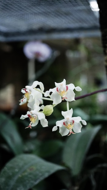 weiße Orchideenblüte, die noch klein ist