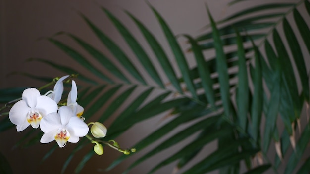 Weiße Orchideenblüte, Palmblätterschatten. florale Blüte. Exotisches tropisches Dschungelregenwaldgrün