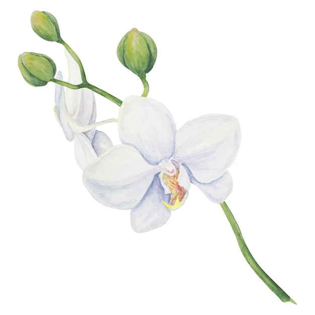 Weiße Orchideenblüte zarte realistische botanische Aquarell handgezeichnete Illustration Clipart