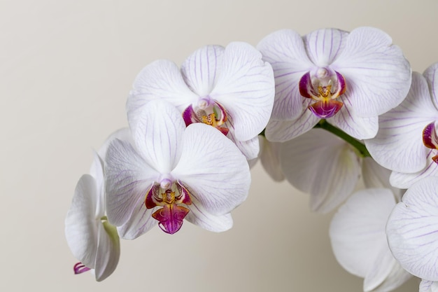 weiße Orchideenblüten auf braunem Hintergrund