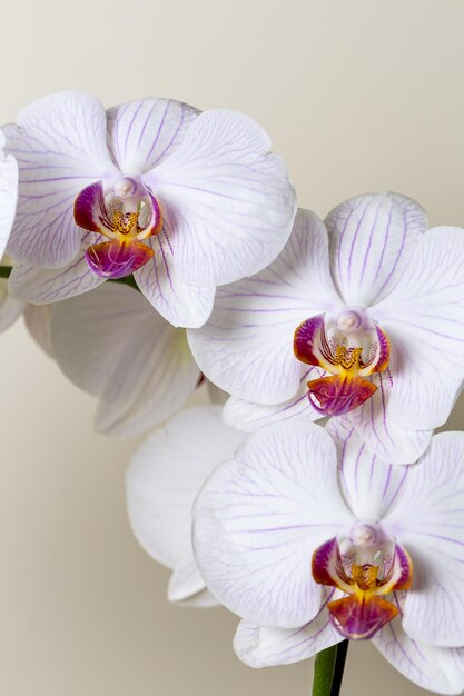 weiße Orchideenblüten auf braunem Hintergrund