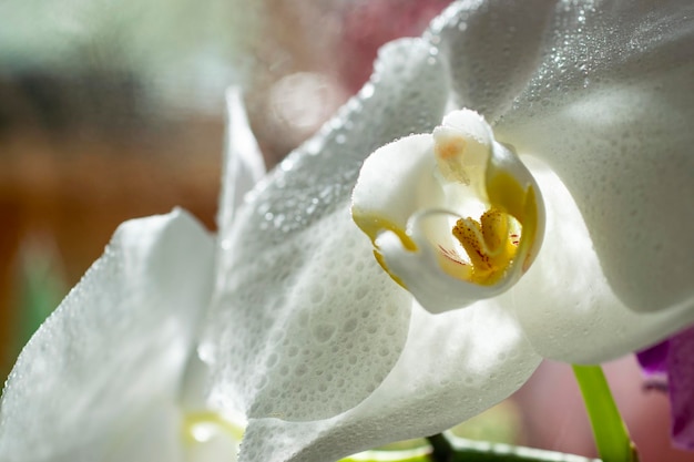 Weiße Orchideenblüten mit Tautropfen