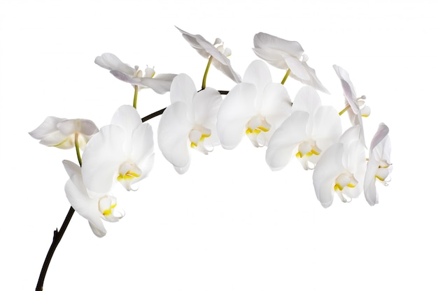 Foto weiße orchideenblüten