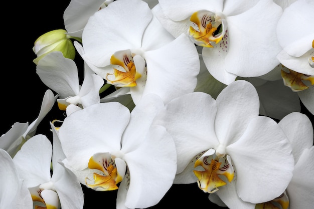 Weiße Orchideenblütennahaufnahme lokalisiert