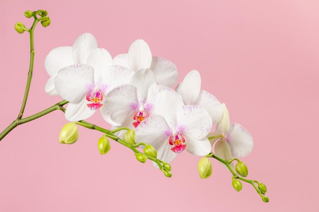 Weiße Orchideenblumen der Nahaufnahme auf einem rosa Hintergrund