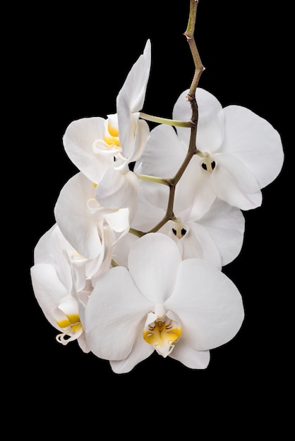 Weiße Orchideenblumen lokalisiert auf schwarzem Hintergrund. Weisse Orchidee.