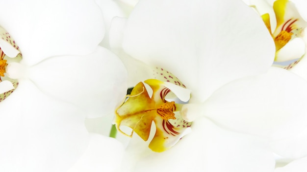 Weiße Orchideenblumennahaufnahme