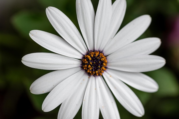 weiße Osteospermum-Blume (Gänseblümchen, afrikanische Gänseblümchen)