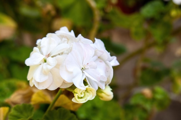 Weiße Pelargonien in der Gartennahaufnahme des Fotos