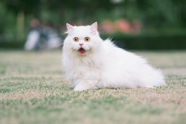 Weiße Perserkatze auf Gras sieht im Park aufgeregt aus