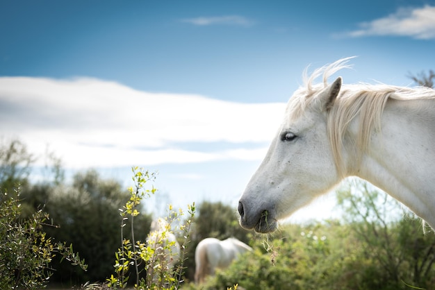 Weiße Pferde in der Camargue Frankreich in der Nähe von Les Salines Frankreich