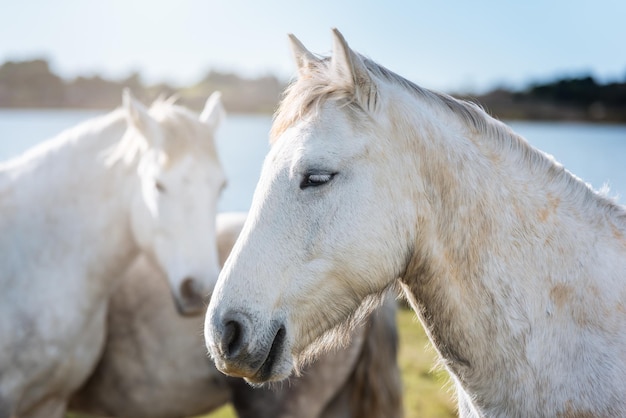 Foto weiße pferde in der camargue