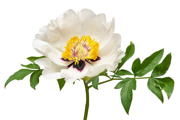 Weiße Pfingstblume isoliert auf weißem Hintergrund Blumenmuster Objekt Flachlage Top View