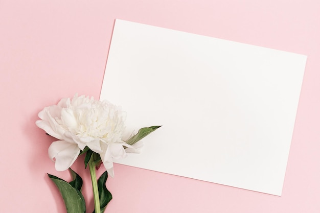 Weiße Pfingstrose und klares Papier auf rosa Hintergrund Blumige Postkarte für den Sommerurlaub