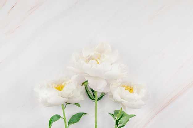 Weiße Pfingstrosenblumen auf Marmorhintergrund