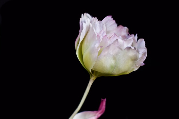 Weiße Pfingstrosennahaufnahme lokalisiert auf einem schwarzen Hintergrund. Künstliche gefälschte Seidenblumen