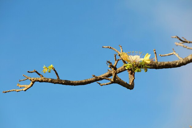 Weiße Pflaumenblüte, Ende des Winters, mit Hintergrund des blauen Himmels.